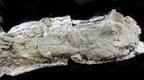 Unprepared Theropod Tibia (Tyrannosaur) - Montana #21546-1